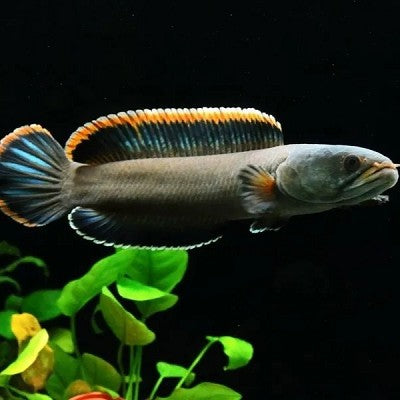 Channa gachua 'blue bengal orange' SM