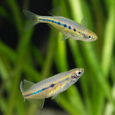 Chela dadyburjori-Angel eyes 2,3 cm.
