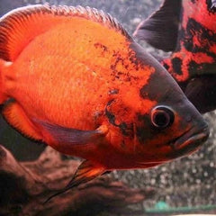 Astr.ocellatus  Red Chili black 7-8 cm