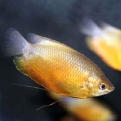 Colisa labiosa   Diklipgourami L