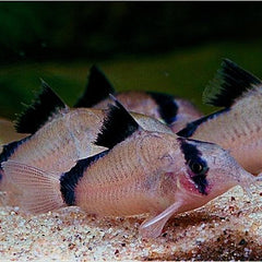 Corydoras metae   Pantsermeerval M @
