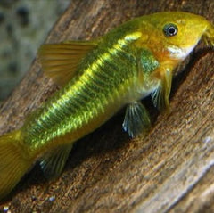 Corydoras green laser M
