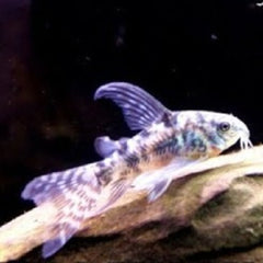 Corydoras paleatus longfin L