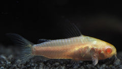Corydoras pygmaeus albino M