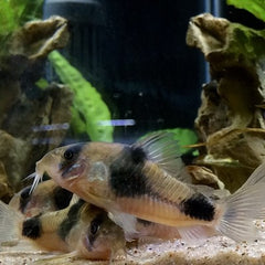 Corydoras weitzmani M