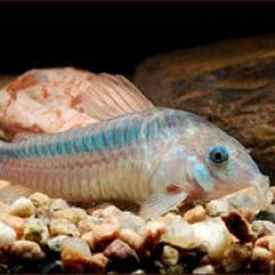 Corydoras zygatus   Pantsermeerval M