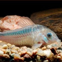 Corydoras zygatus   Pantsermeerval M
