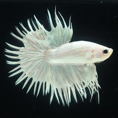 Betta splendens   Platinum crowntail XL
