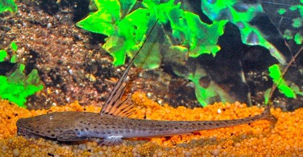 PLANILORICARIA CRYPTODON XL