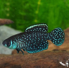 Cynolebias nigripinnis   Tandkarper L