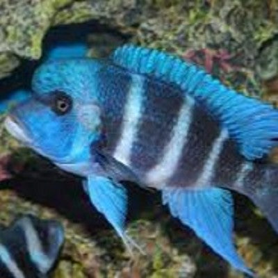 Cyp.frontosa blue mpimbwe 4-5 cm