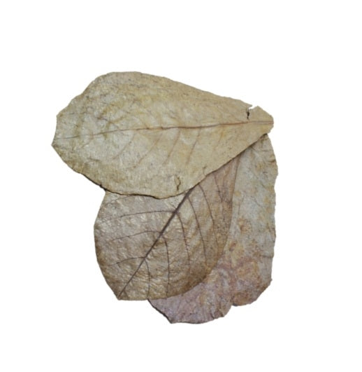 DENNERLE CATAPPA LEAVES 10 ST - VOOR 800 L