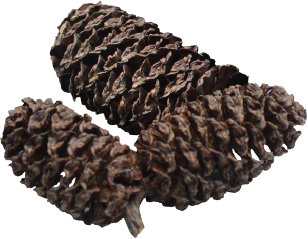 DENNERLE BLACK CONES 40 GR - VOOR 1200 L