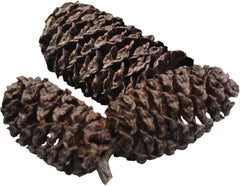 DENNERLE BLACK CONES 40 GR - VOOR 1200 L