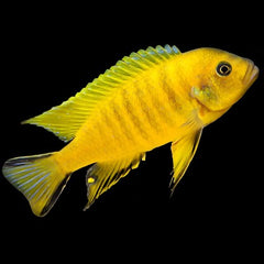 Metriaclima daktari 5-6