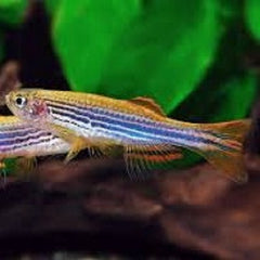 Danio kyathit L