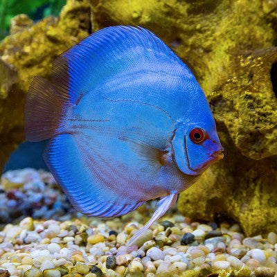 S.discus   Discus blue diamond 8-10 cm