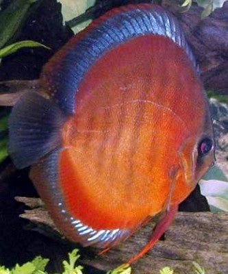 S.discus   San merah 7-8 cm