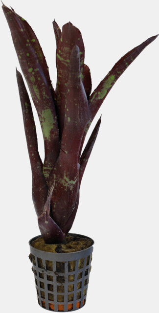 PT-Neoregelia Hera Little Bright