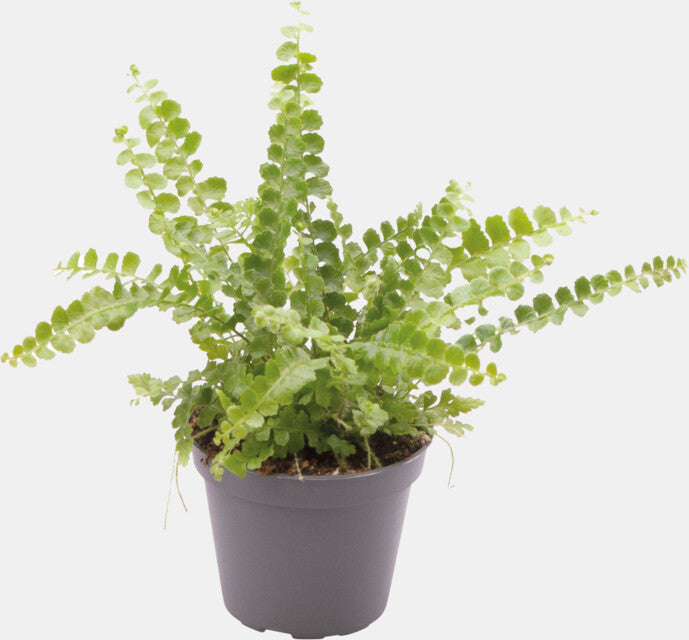 PT-NEPHROLEPIS EXALTATA DUFFY