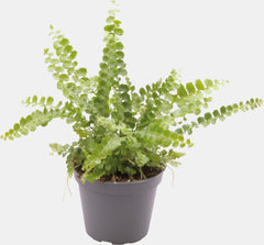 PT-NEPHROLEPIS EXALTATA DUFFY