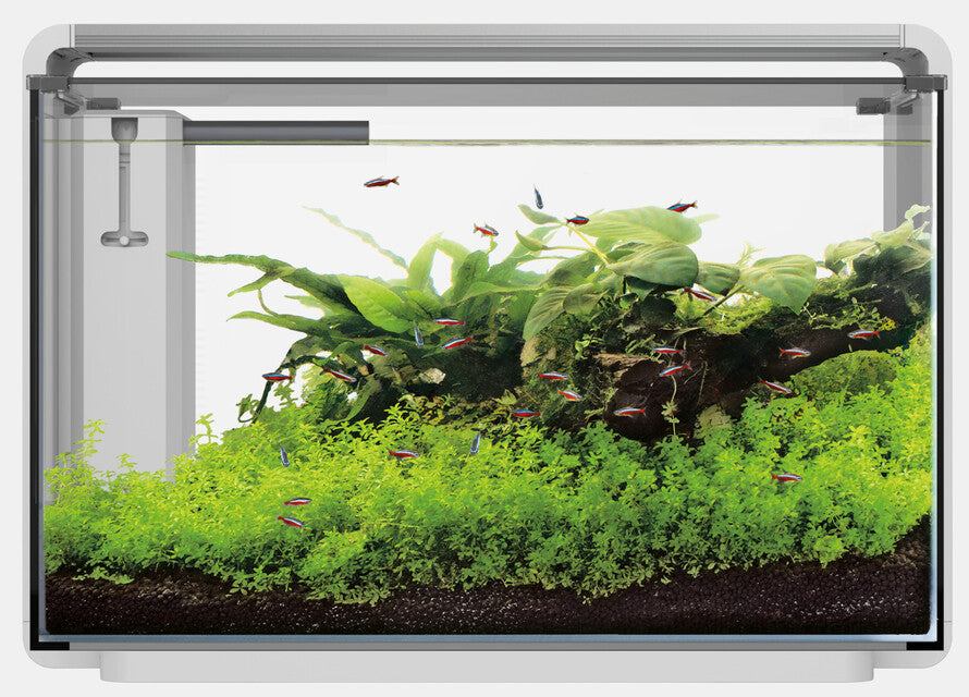 SF HOME PROLED 65 AQUARIUM WIT