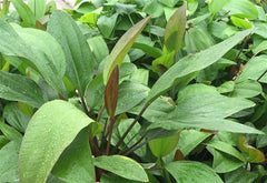 Echinodorus Ipica in pot