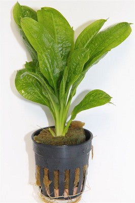 Echinodorus parviflorus in pot