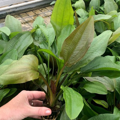 Echinodorus impaii in pot