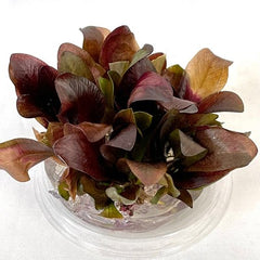 Echinodorus reni in cup 100 cc.