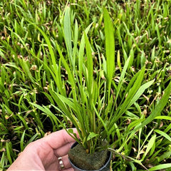 Echinodorus xinguensis in pot