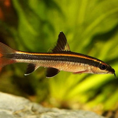 Epalz.kalopterus   Grondbarbeel M