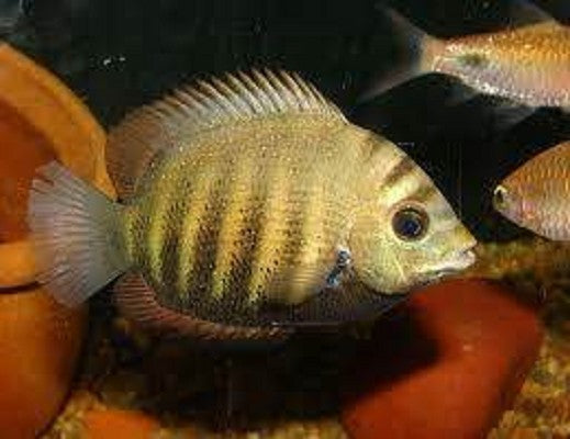 Etroplus suratensis 8-10 cm