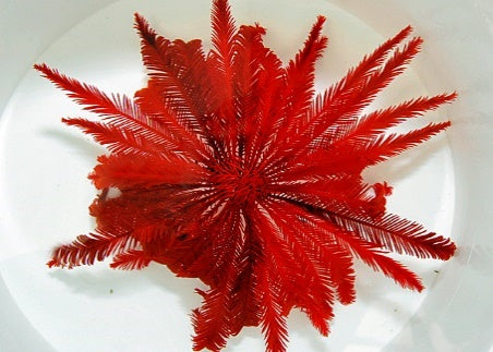 Comatula spp. (Bright Red)