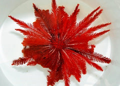 Comatula spp. (Bright Red)