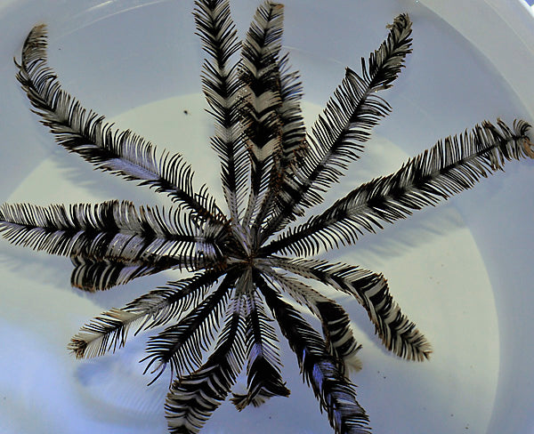 Comatula spp. (Black-White)