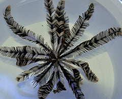 Comatula spp. (Black-White)
