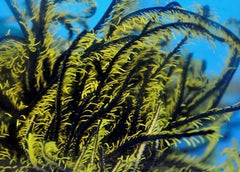 Comatula spp. (Black-Yellow)