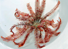 Comatula spp. (Colored)