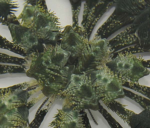 Comatula spp. (Greenish)
