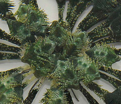Comatula spp. (Greenish)