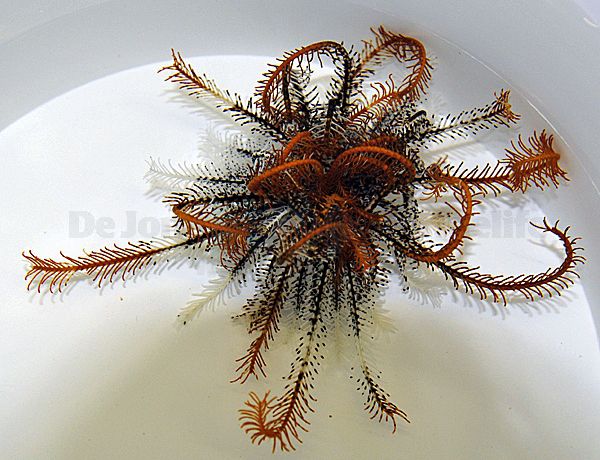 Comatula spp. (Orange)