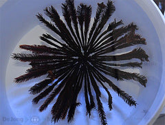 Comatula spp. (Red)