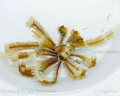 Comatula spp. (Yellowish)