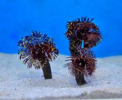 Sabellastarte (Special)