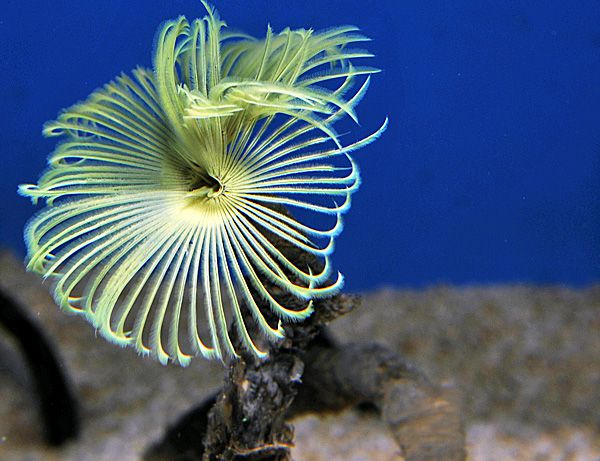 Sabellastarte (Yellow)