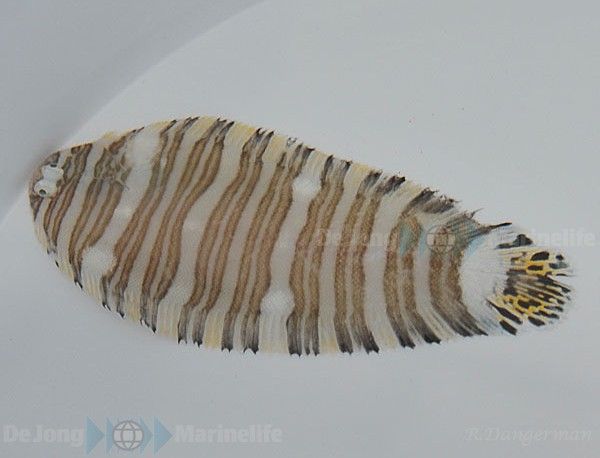 Zebrias fasciatus