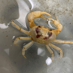 Geothelphusa albogilva sp fire crab