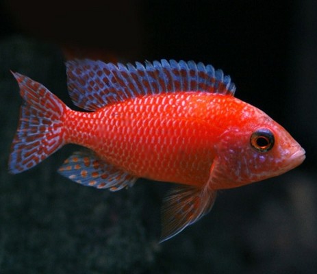 Aul.nyassae fire fish 5-6 cm