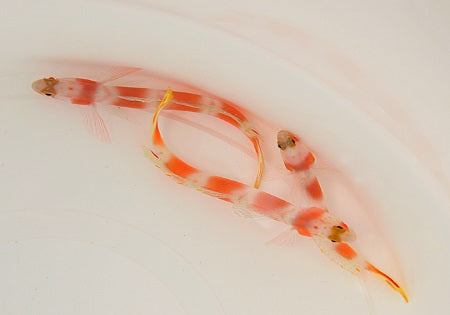 Amblyeleotris aurora